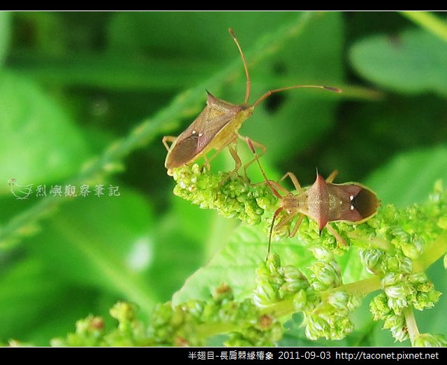 半翅目-長肩棘緣椿象_07 半翅目-長肩棘緣椿象_07