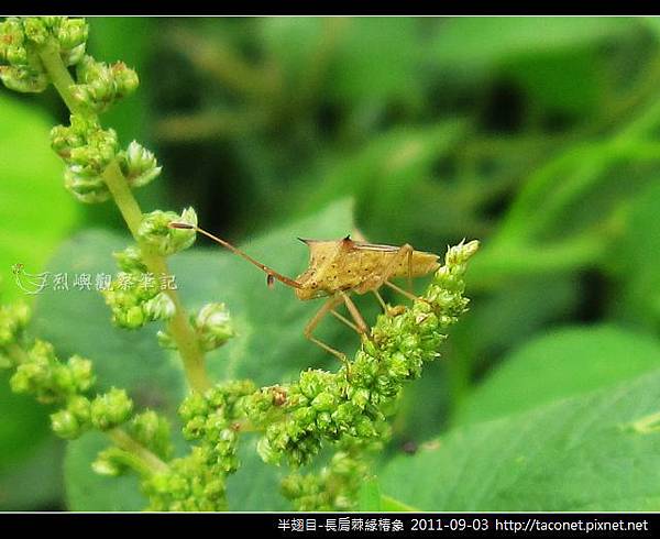 半翅目-長肩棘緣椿象_08