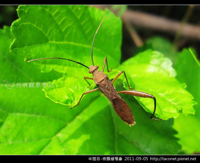 半翅目-條蜂緣椿象_08