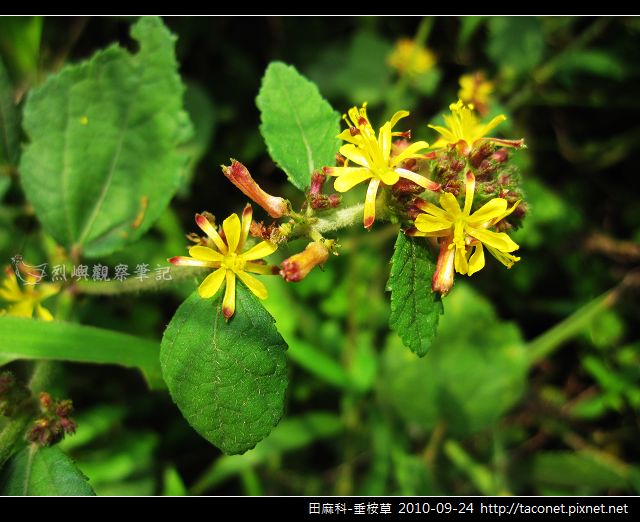 田麻科-垂桉草_01 田麻科-垂桉草_01