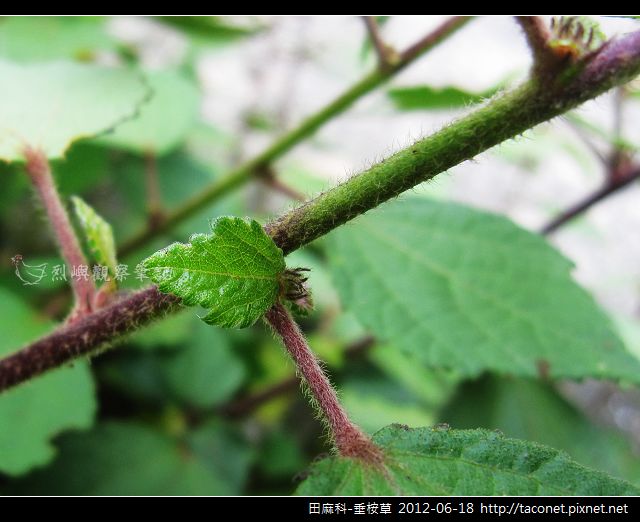 田麻科-垂桉草_11