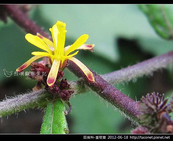 田麻科-垂桉草_14