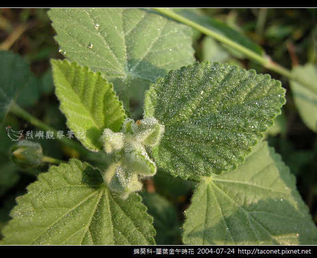 錦葵科-圓葉金午時花_02