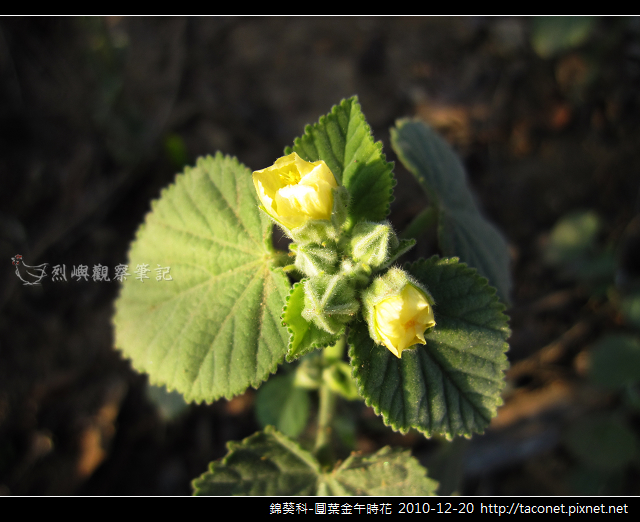 錦葵科-圓葉金午時花_04 錦葵科-圓葉金午時花_04