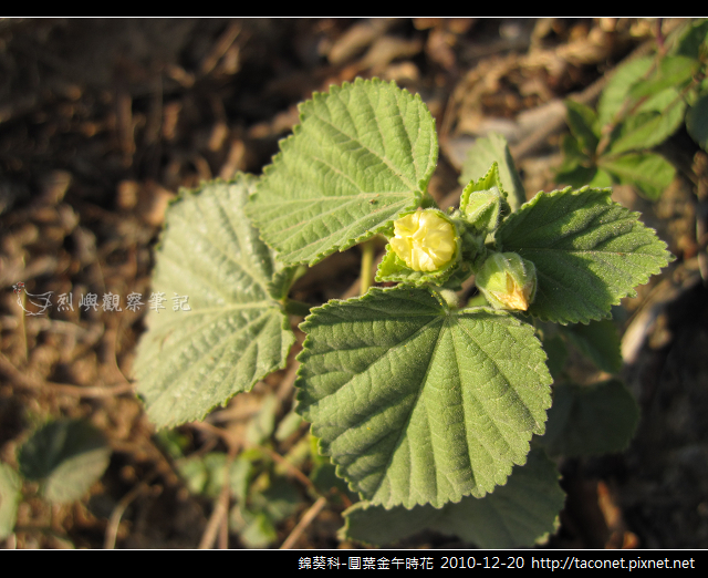 錦葵科-圓葉金午時花_05