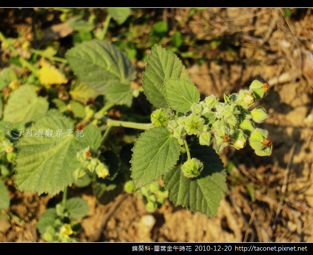 錦葵科-圓葉金午時花_06