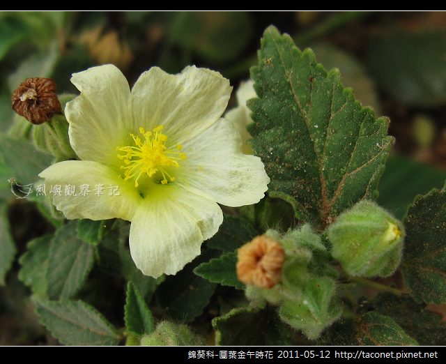 錦葵科-圓葉金午時花_08