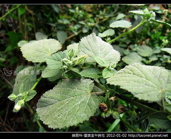 錦葵科-圓葉金午時花_12