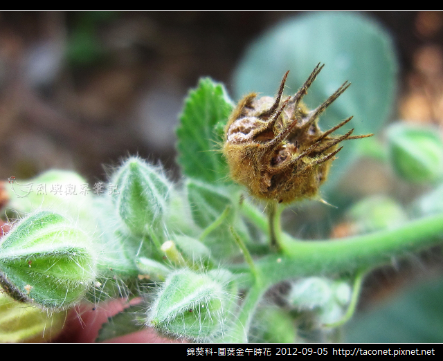 錦葵科-圓葉金午時花_14