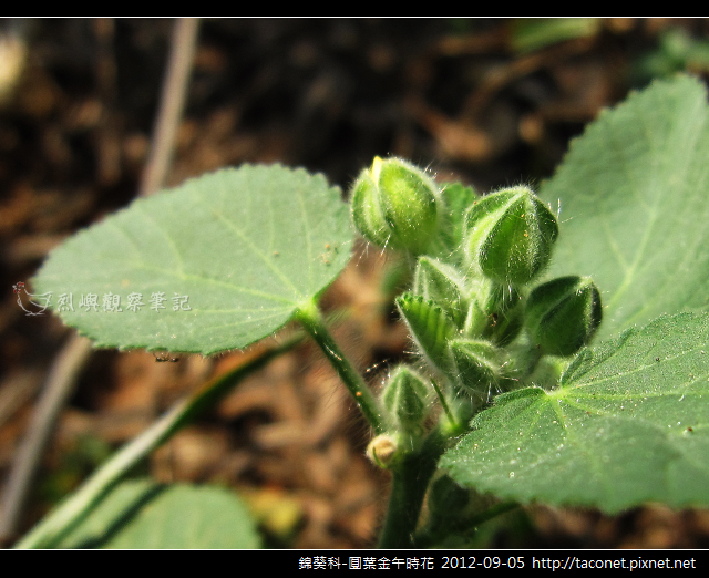 錦葵科-圓葉金午時花_15