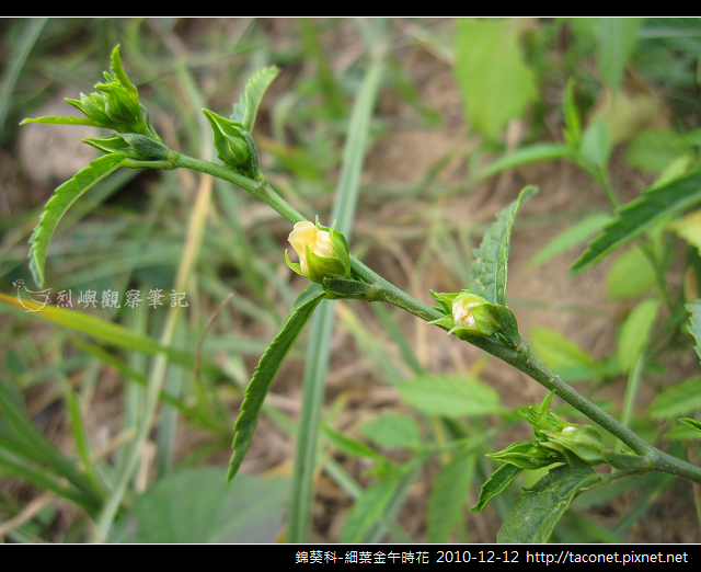 錦葵科-細葉金午時花_01