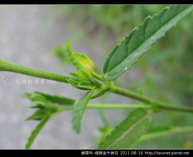 錦葵科-細葉金午時花_03