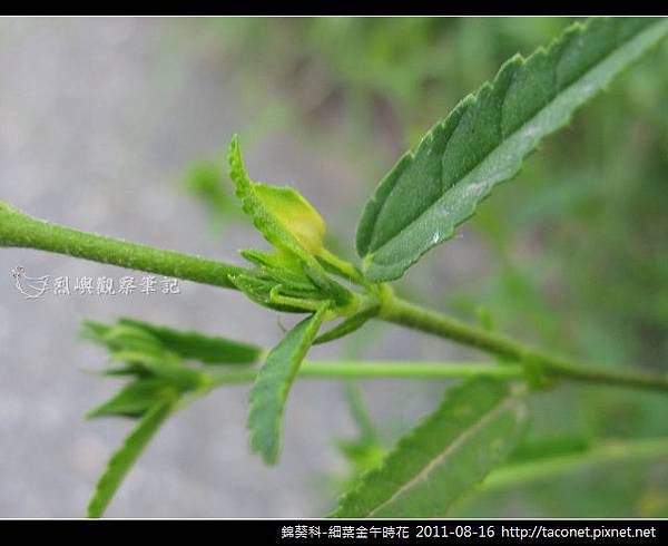 錦葵科-細葉金午時花_03