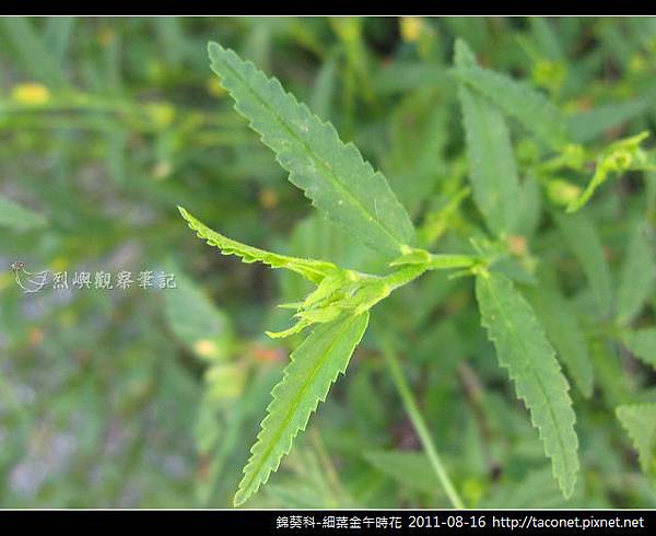 錦葵科-細葉金午時花_04