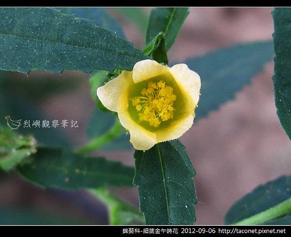 錦葵科-細葉金午時花_06