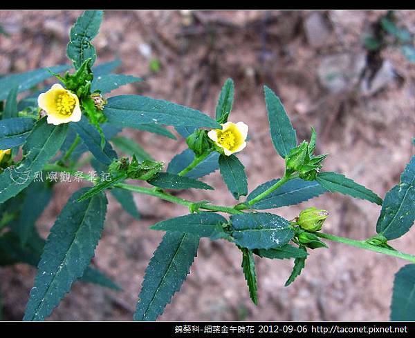 錦葵科-細葉金午時花_07