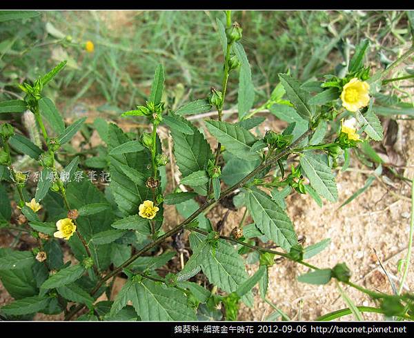 錦葵科-細葉金午時花_09