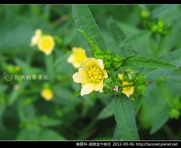 錦葵科-細葉金午時花_10