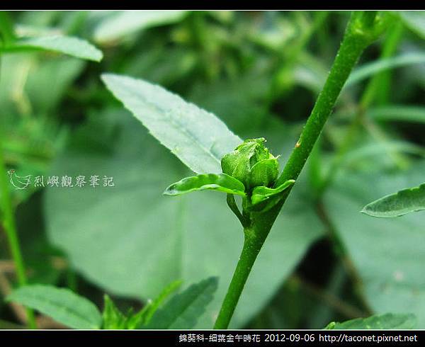 錦葵科-細葉金午時花_11