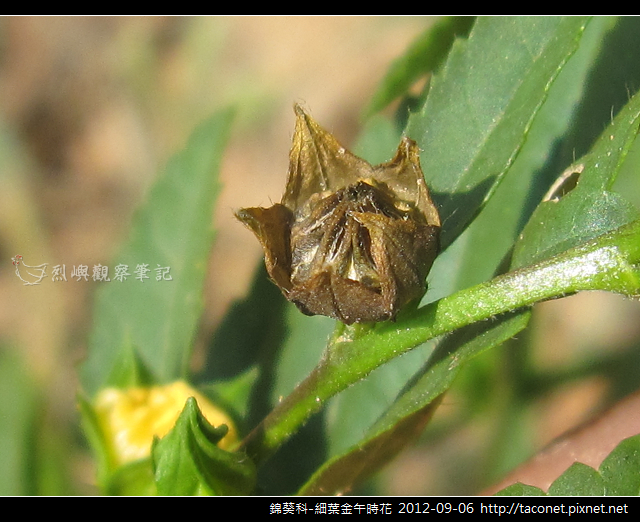 錦葵科-細葉金午時花_14