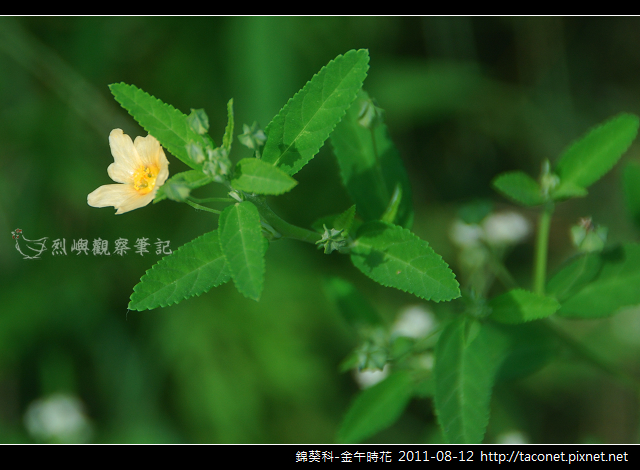 錦葵科-金午時花_02 錦葵科-金午時花_02