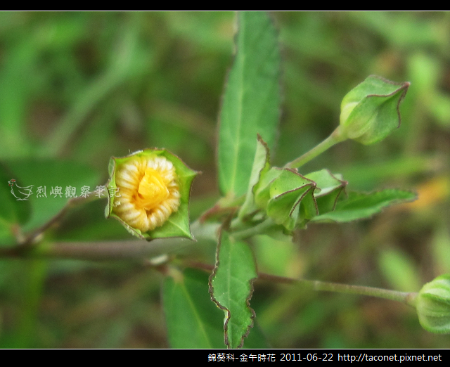 錦葵科-金午時花_06