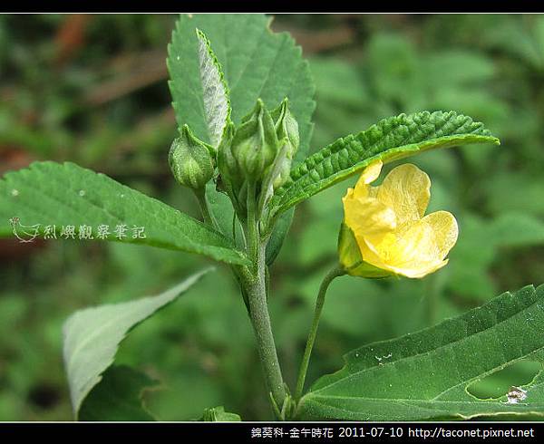 錦葵科-金午時花_09