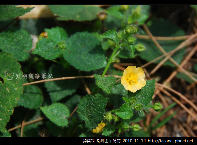 錦葵科-澎湖金午時花_763 錦葵科-澎湖金午時花_763