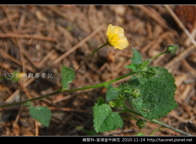 錦葵科-澎湖金午時花_766