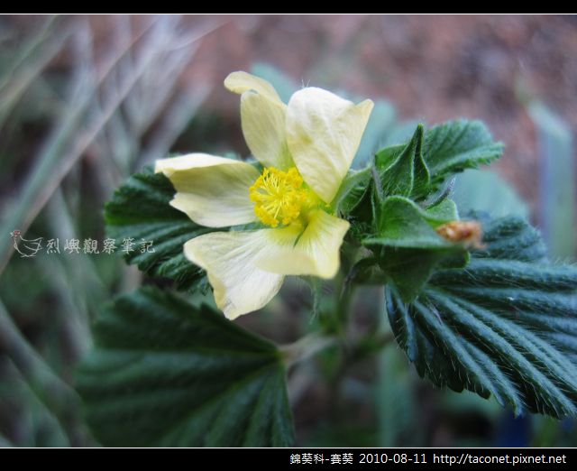 錦葵科-賽葵_01 錦葵科-賽葵_01