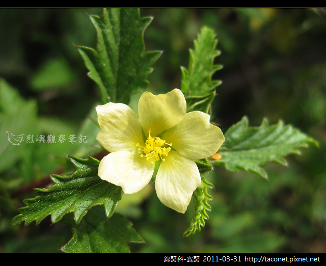 錦葵科 賽葵 烈嶼觀察筆記 痞客邦