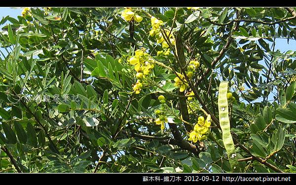 蘇木科-鐵刀木_11