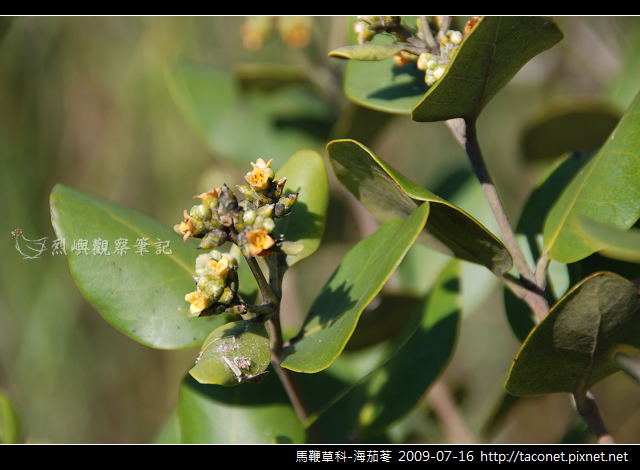 馬鞭草科-海茄苳_02