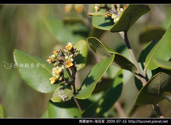 馬鞭草科-海茄苳_02