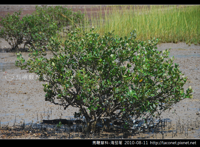 馬鞭草科-海茄苳_03 馬鞭草科-海茄苳_03