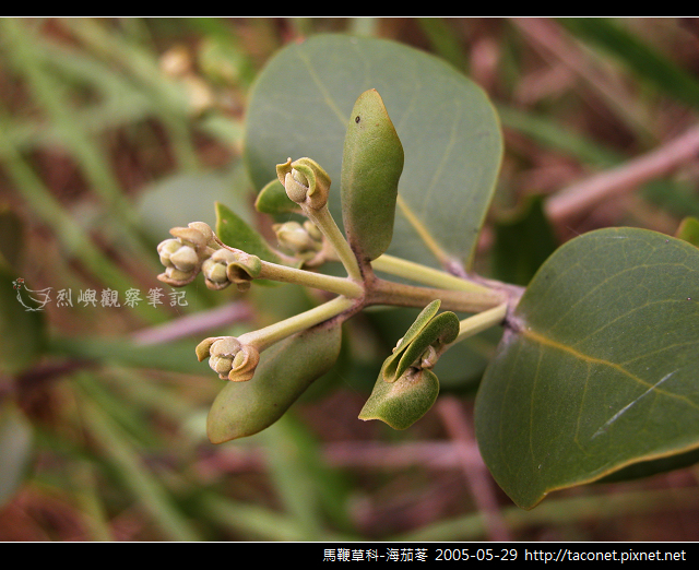 馬鞭草科-海茄苳_08