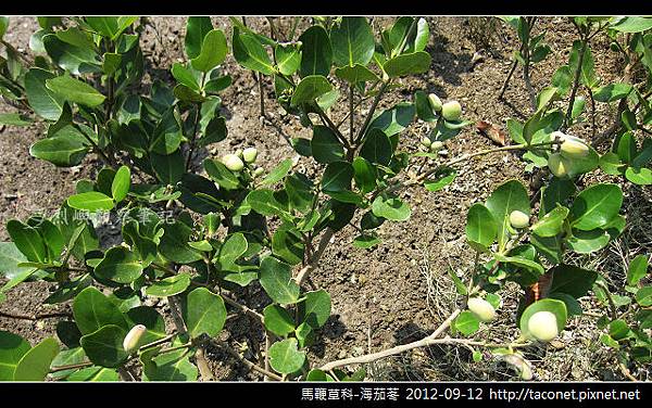 馬鞭草科-海茄苳_14