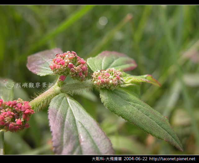 大戟科-大飛揚草_01 大戟科-大飛揚草_01