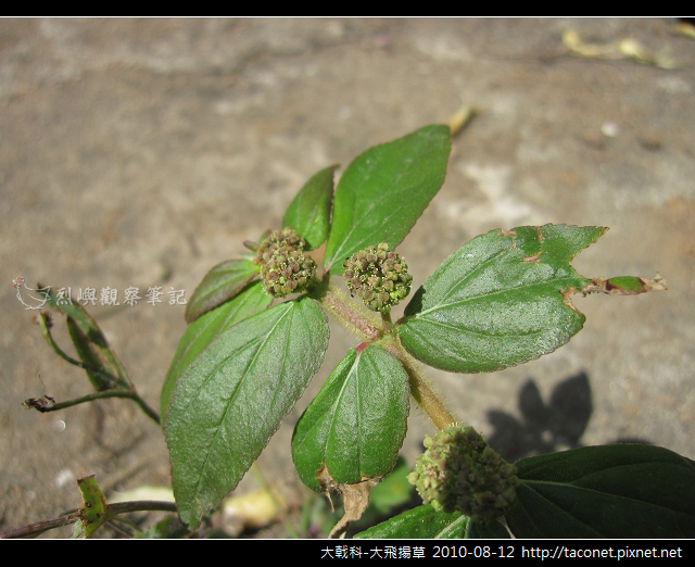 大戟科-大飛揚草_03