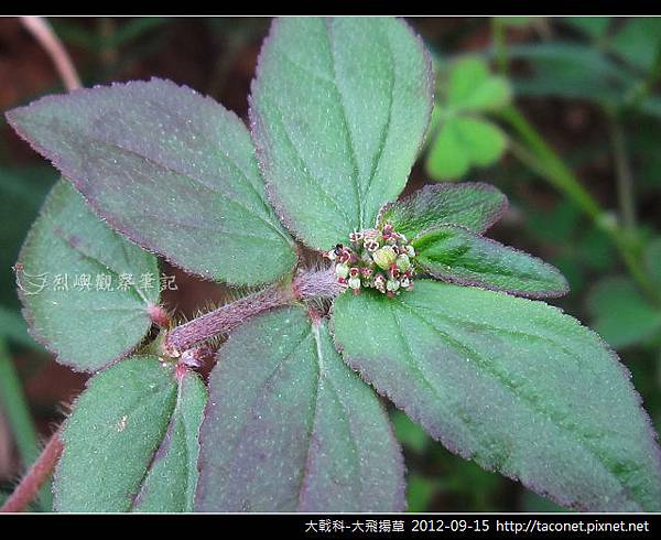 大戟科-大飛揚草_04