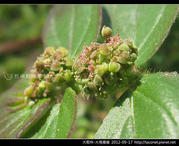 大戟科-大飛揚草_10