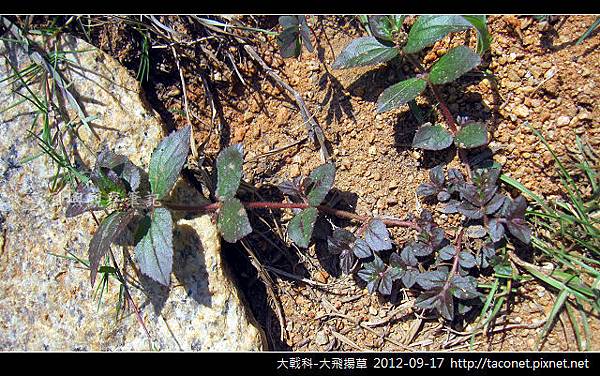 大戟科-大飛揚草_13