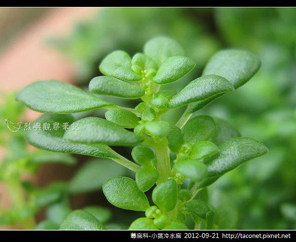 蕁麻科-小葉冷水麻_06