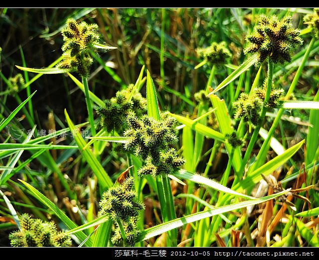 莎草科-毛三稜_02 莎草科-毛三稜_02