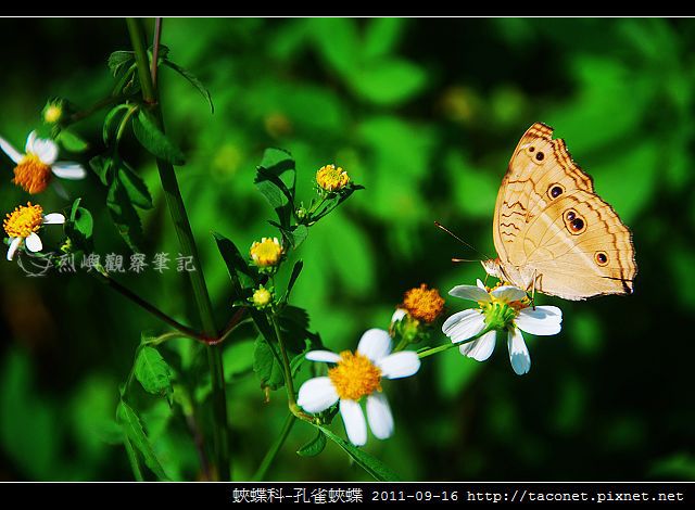 蛺蝶科-孔雀蛺蝶_02 蛺蝶科-孔雀蛺蝶_02