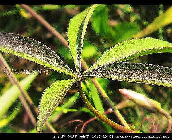 旋花科-槭葉小牽牛_02