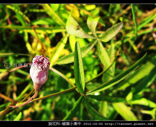 旋花科-槭葉小牽牛_04