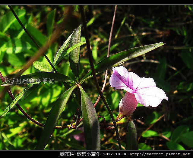 旋花科-槭葉小牽牛_06 旋花科-槭葉小牽牛_06