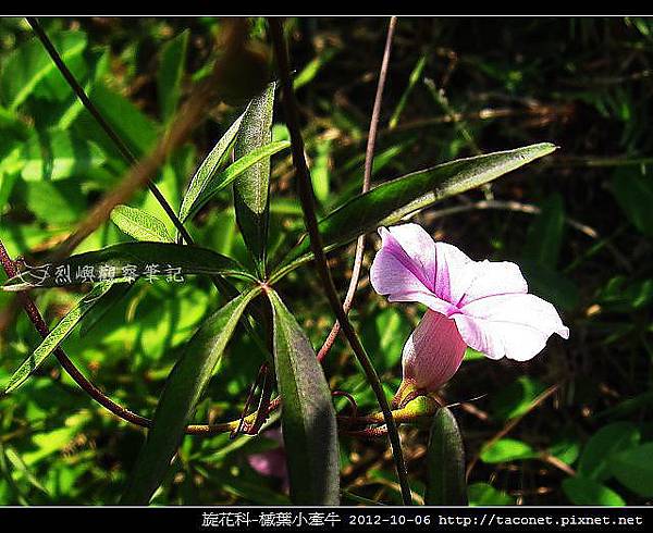 旋花科-槭葉小牽牛_06