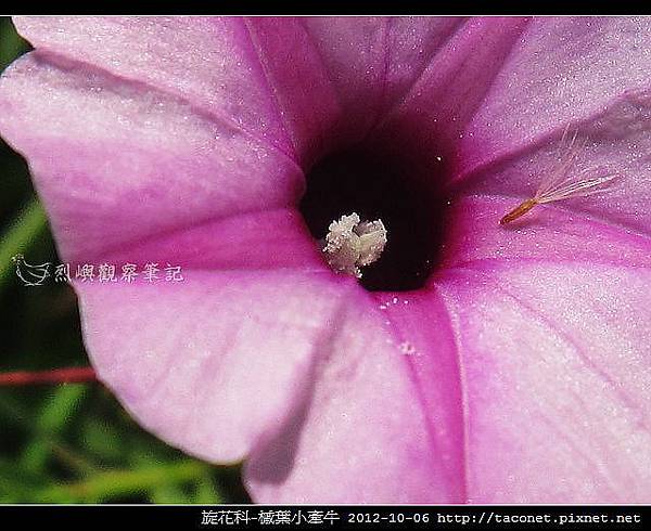 旋花科-槭葉小牽牛_08